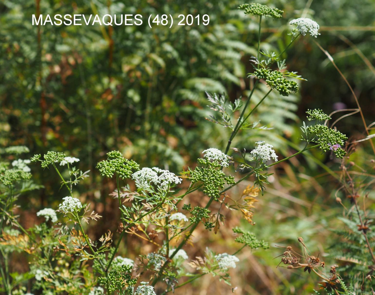 Fool's Parsley